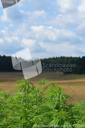 Image of marijuana field