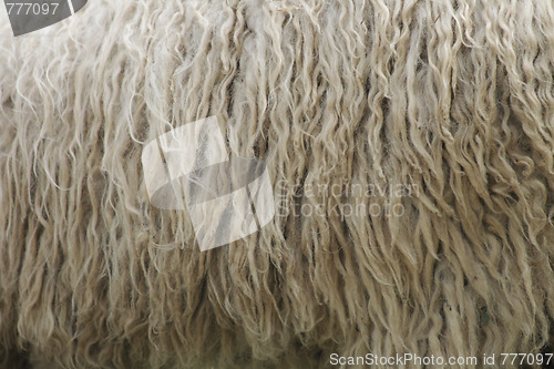 Image of wool texture