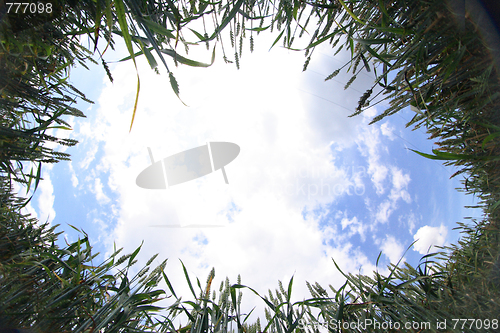 Image of golden corn and blue sky 