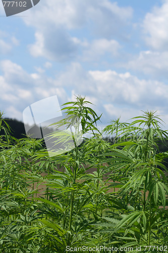 Image of marijuana field
