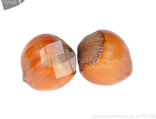 Image of hazelnuts