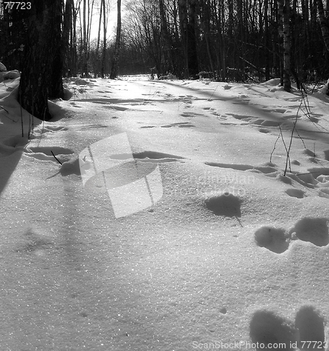 Image of Forest and snow