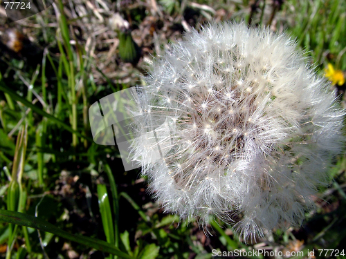 Image of Dandelion