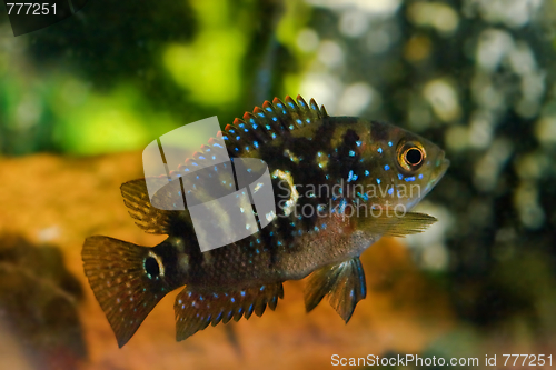 Image of aquarium fish