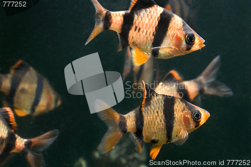 Image of aquarium fish