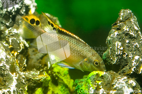 Image of aquarium fish