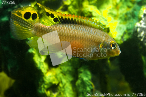 Image of aquarium fish