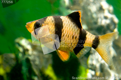 Image of aquarium fish