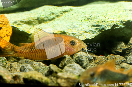 Image of aquarium fish