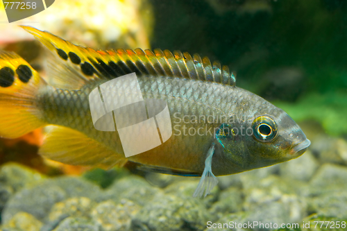 Image of aquarium fish