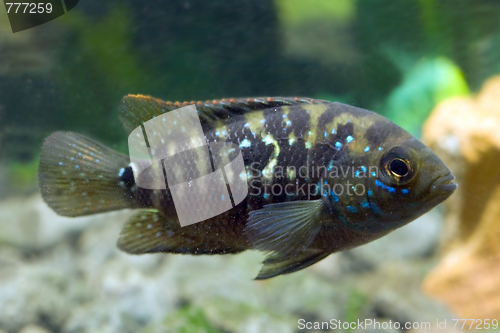 Image of aquarium fish