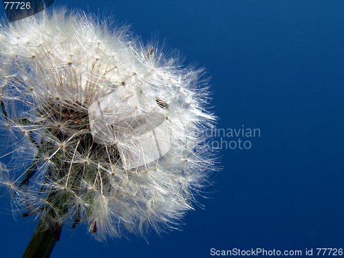 Image of sowthistle in sky