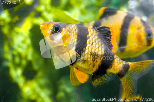 Image of aquarium fish