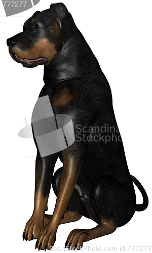 Image of Rottweiler dog
