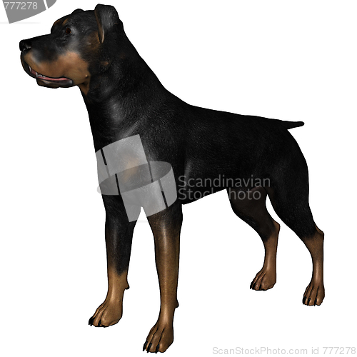 Image of Rottweiler dog