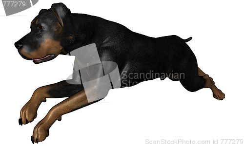 Image of Rottweiler dog