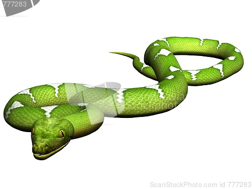 Image of Green python