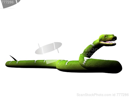 Image of Green python