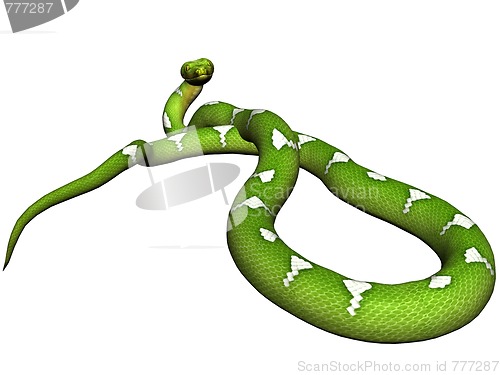 Image of Green python