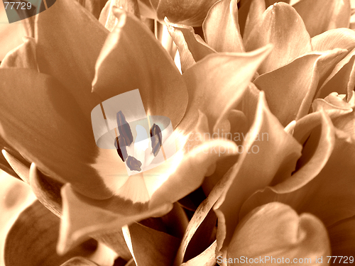 Image of Stylish tulip