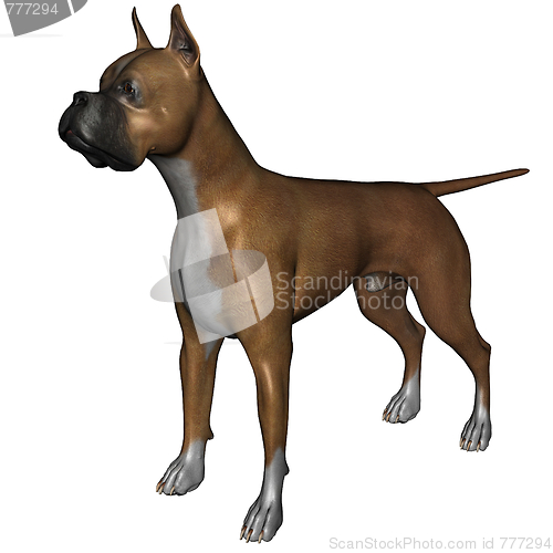 Image of Boxer dog