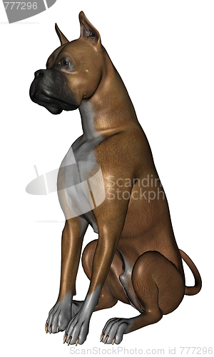 Image of Boxer dog