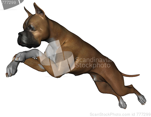 Image of Boxer dog