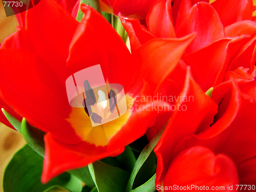 Image of Stylish tulip