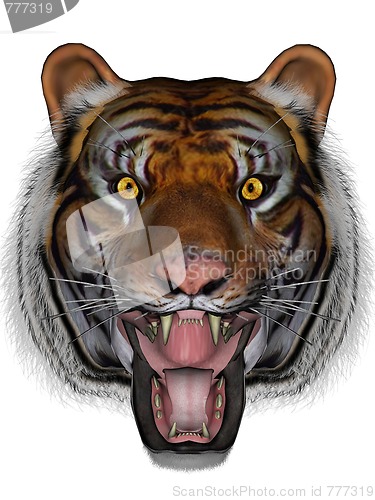 Image of Tiger