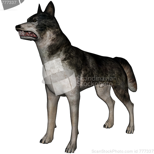 Image of Wolf