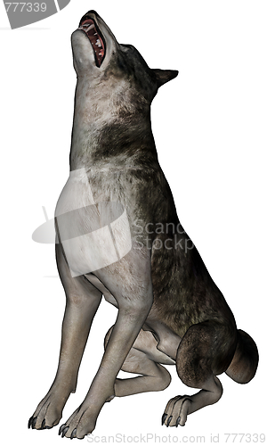 Image of Wolf