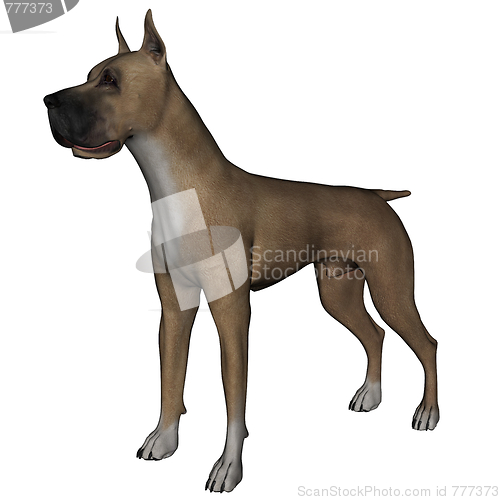 Image of Great Dane