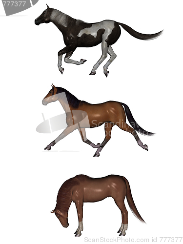 Image of Three poses of horses