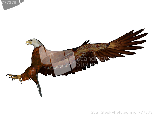 Image of Eagle