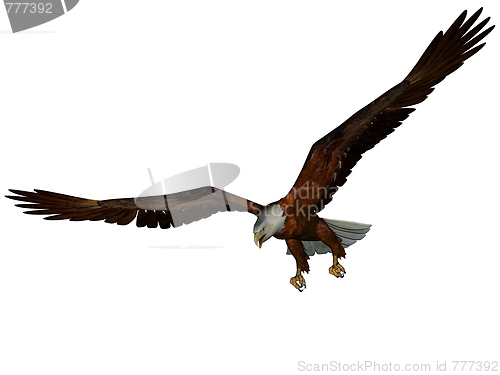 Image of Eagle