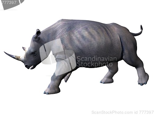 Image of Charging rhinoceros