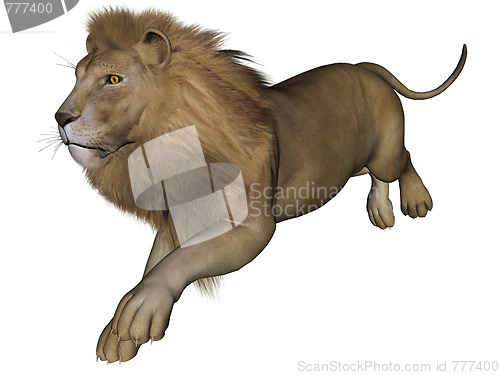 Image of Lion male