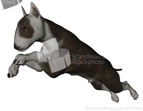 Image of Bull terrier dog