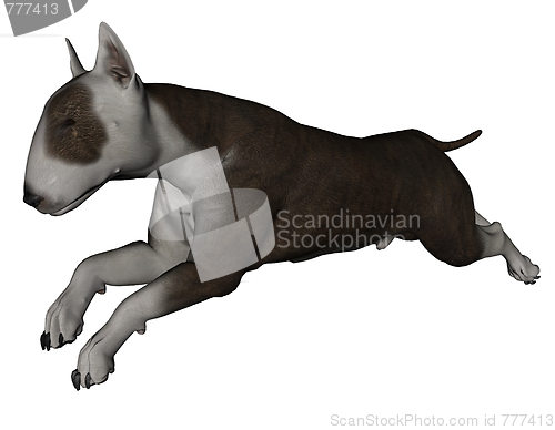 Image of Bull terrier dog