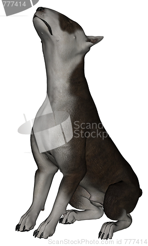 Image of Bull terrier dog