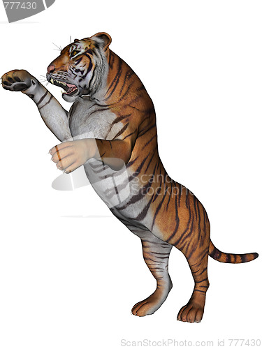 Image of Tiger