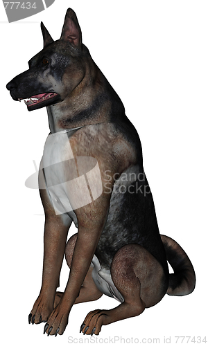 Image of German shepherd dog