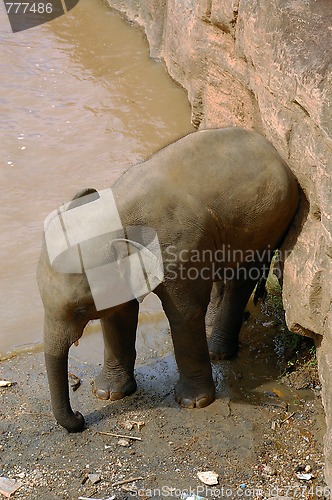 Image of Baby Elephant