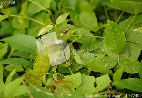 Image of Variable Lizard In The Green Background