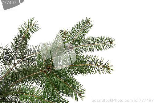 Image of Christmas tree frame