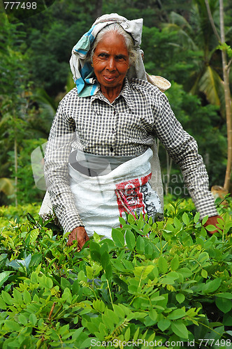 Image of Silver-Haired Tea Picker