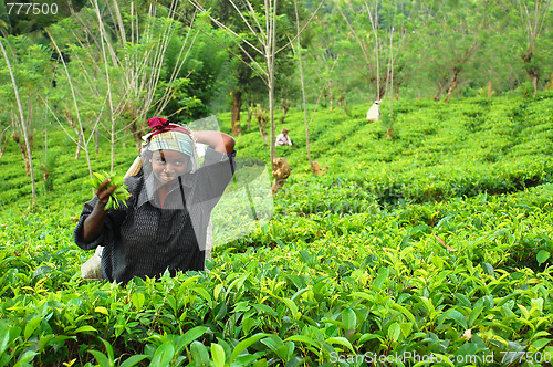 Image of Young Tamil Girl At The Tea Plantation