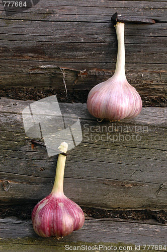 Image of Two Garlic Bulbs On The Wooden Wall