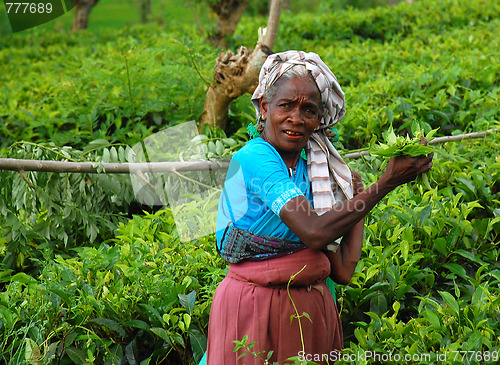 Image of Tea Worker At The Plantation