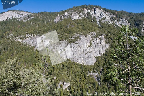 Image of Mountain trees